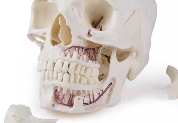 Advanced 14-Part Deluxe Demonstration Skull Advanced 14-Part Deluxe Demonstration Skull