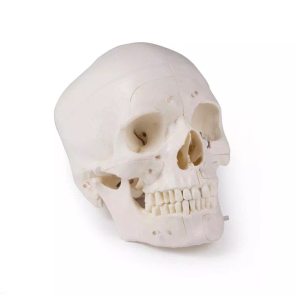 Advanced 14-Part Deluxe Demonstration Skull Advanced 14-Part Deluxe Demonstration Skull