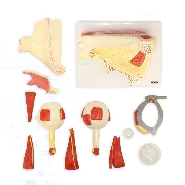 Axis Scientific Eye in Orbit with Eyelid Numbered Anatomy Model