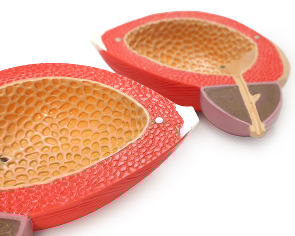 Axis Scientific Male Urinary Bladder with Prostate Numbered Anatomy Model, 2 Parts