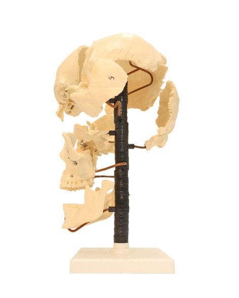 Axis Scientific Male Beauchene Skull Anatomy Model, 22 Parts