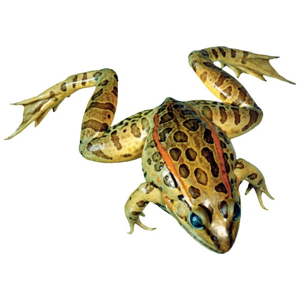 Anatomy Lab Preserved Grass Frog Specimen for Dissection, Vacuum Packed