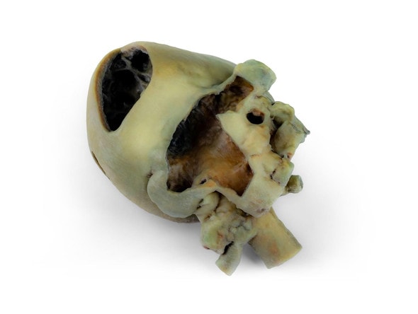 3D Printed Canine heart with dissection