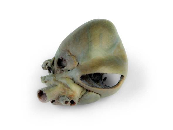 3D Printed Canine heart with dissection