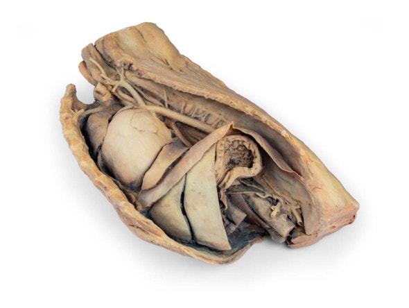 3D Printed Canine Thoracic Cavity Left Side