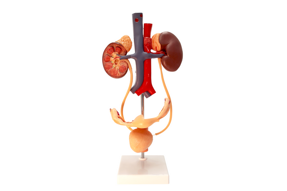Axis Scientific Free Standing Urinary System, Life Size - 3 Parts