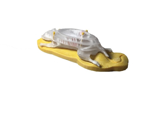 Sectional Mouse Phantom for X-Ray CT