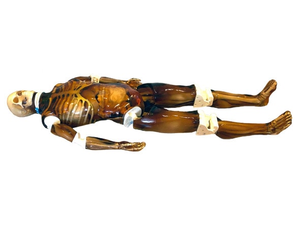 Adult Full Body with Muscles for X-Ray CT, US