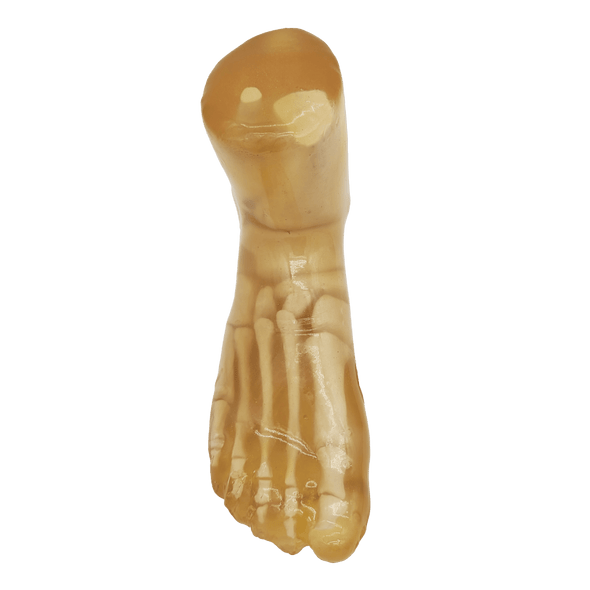 Adult Foot for X-Ray CT, US, MRI