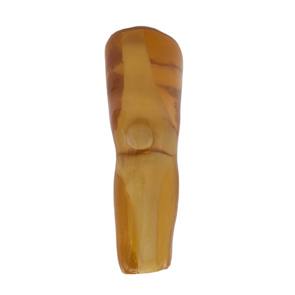 Adult Knee (Bones Only) for X-Ray CT, US, MRI