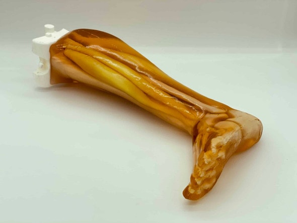 Adult Leg (Muscles) for X-Ray CT, US, MRI