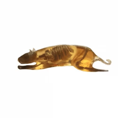 Rat Phantom (Anatomical) for X-Ray CT, US