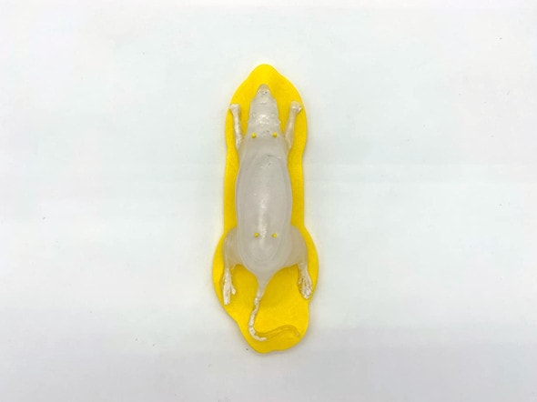 Sectional Rat Phantom for X-Ray CT