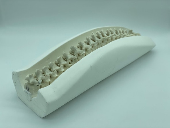 Adult Spine for X-Ray CT