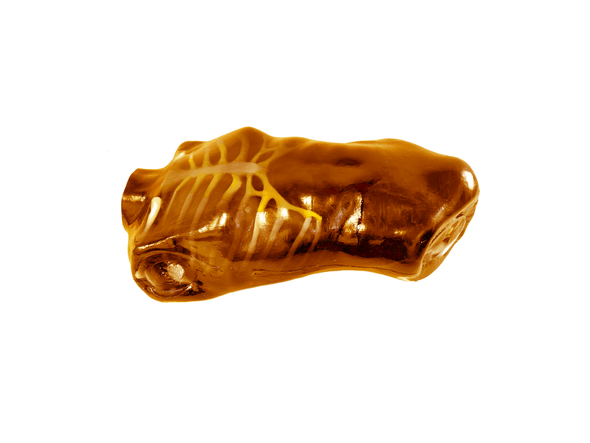 Adult Torso for FAST Training