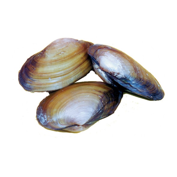 Anatomy Lab Freshwater Clam Specimens, 3-4 Inches, Vacuum Pack of 10