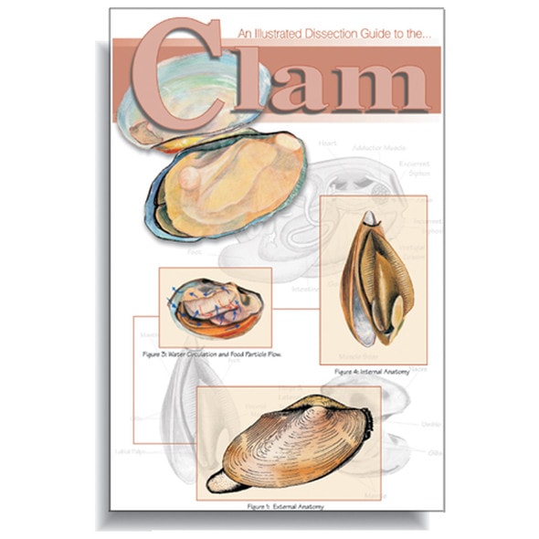 Anatomy Lab Clam Dissection Guide
