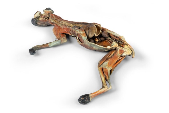 3D Printed Feline Whole-Body Model