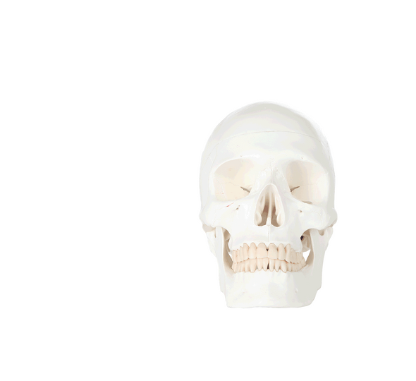 Axis Scientific Life-Size Human Skull with Blood Vessels Axis Scientific Life-Size Human Skull with Blood Vessels