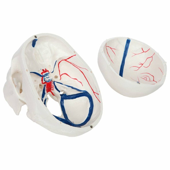 Axis Scientific Life-Size Human Skull with Blood Vessels Axis Scientific Life-Size Human Skull with Blood Vessels