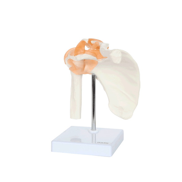Axis Scientific Flexible Shoulder Joint animated 360 degree rotation Axis Scientific Flexible Shoulder Joint animated 360 degree rotation