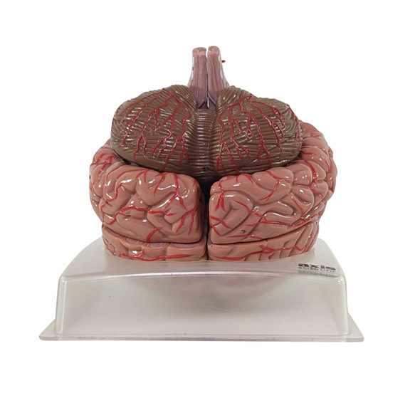 アナトミー 2 Axis Scientific Deluxe Life-Size 2-Part Transparent Human