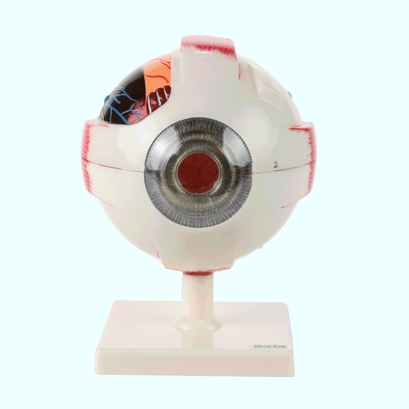 Axis Scientific 7-Part Human Eye 5x Life Size Anatomy Model GIF Axis Scientific 7-Part Human Eye 5x Life Size Anatomy Model GIF