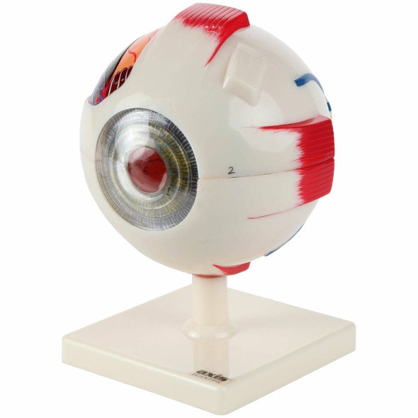 Axis Scientific 5x Enlarged 7-Part Human Eye Anatomy Model Axis Scientific 5x Enlarged 7-Part Human Eye Anatomy Model