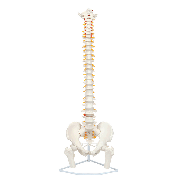 Axis Scientific Life-Size Flexible Human Spine with Removable Femur Heads Anatomy Model Animated GIF of a 360 degree view Axis Scientific Life-Size Flexible Human Spine with Removable Femur Heads Anatomy Model Animated GIF of a 360 degree view
