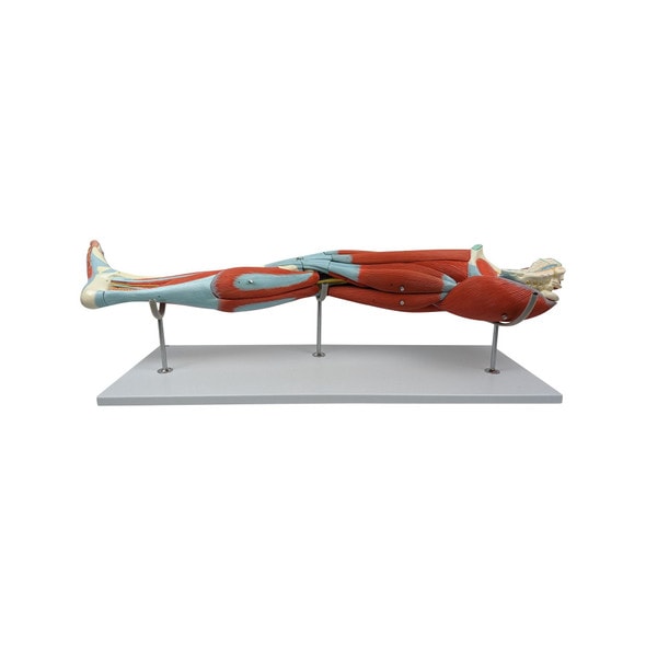 Axis Scientific Life-Size 15-Part Human Muscular Leg with Detachable Muscles Anatomy Model Axis Scientific Life-Size 15-Part Human Muscular Leg with Detachable Muscles Anatomy Model