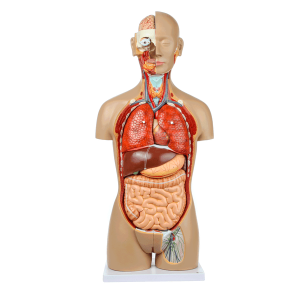 Axis Scientific 27-Part Dual-Sex Life-Size Torso with Open Back Axis Scientific 27-Part Dual-Sex Life-Size Torso with Open Back