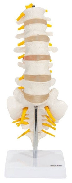 Axis Scientific Lumbar Vertebral Column with Sacrum and Spinal Nerves Anatomy Model Overview