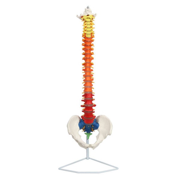 Axis Scientific Didactic Premium Flexible Vertebral Column Axis Scientific Didactic Premium Flexible Vertebral Column