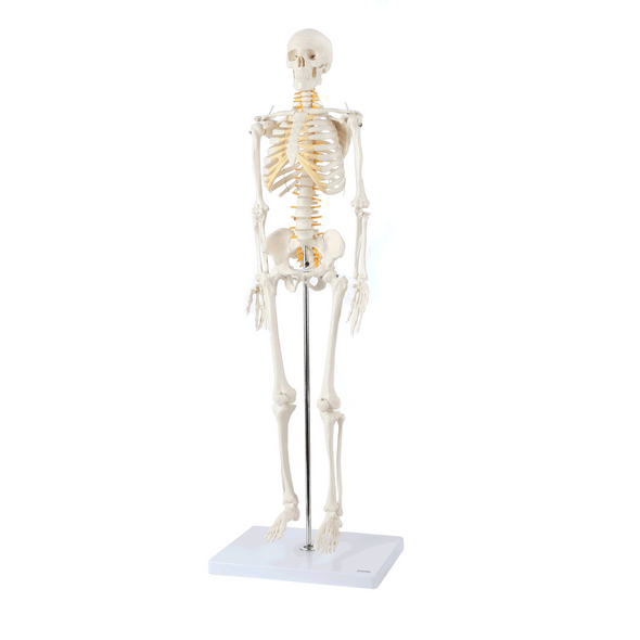 Axis Scientific Miniature Human Skeleton GIF of a full 360 rotation Axis Scientific Miniature Human Skeleton GIF of a full 360 rotation