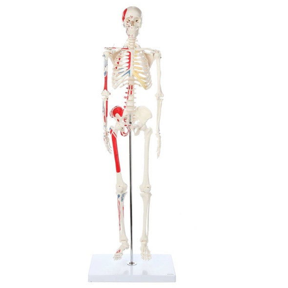 Axis Scientific Painted and Numbered Life-Size Human