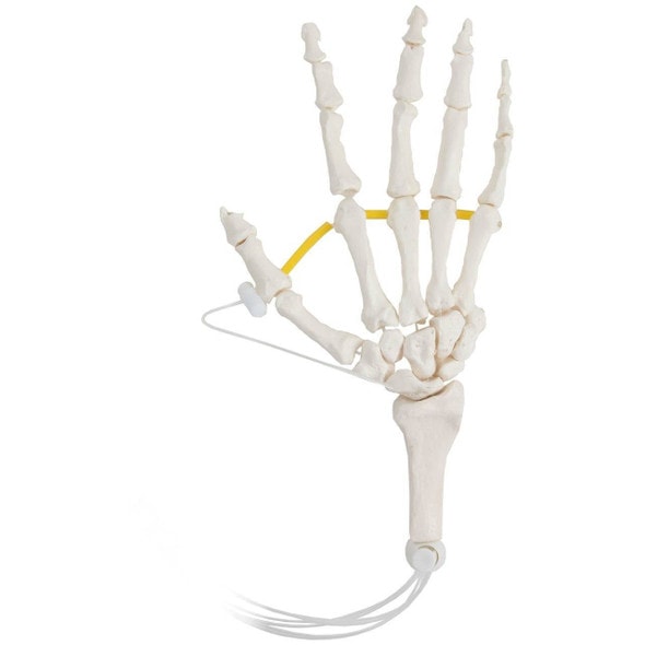 Axis Scientific Hand Skeleton Loosely Threaded