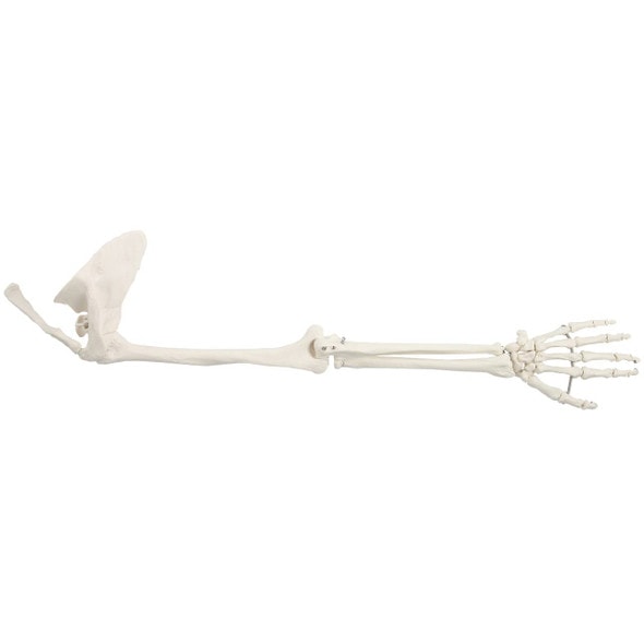 Axis Scientific Life-Size Human Arm Skeleton with Clavicle, Scapula, and Articulated Hand Anatomy Model Overview Axis Scientific Life-Size Human Arm Skeleton with Clavicle, Scapula, and Articulated Hand Anatomy Model Overview