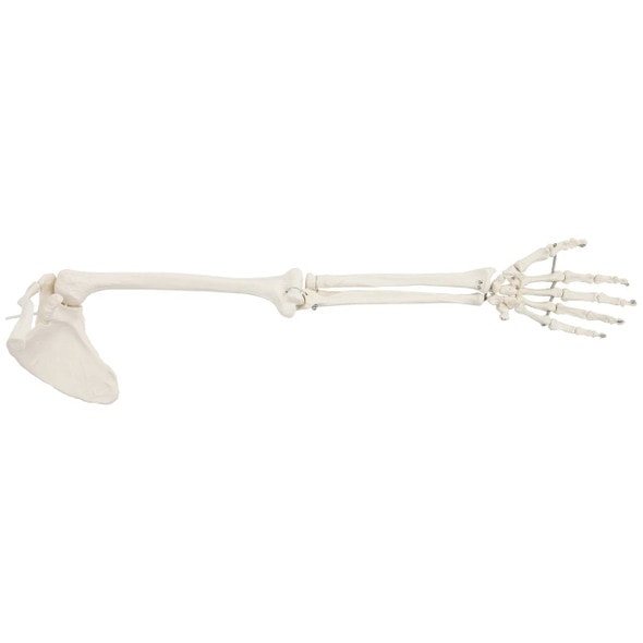 Axis Scientific Life-Size Human Arm Skeleton with Clavicle, Scapula, and Articulated Hand Anatomy Model Underside View Axis Scientific Life-Size Human Arm Skeleton with Clavicle, Scapula, and Articulated Hand Anatomy Model Underside View