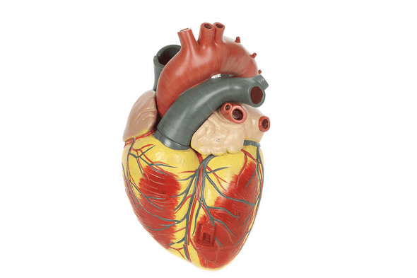 Axis Scientific 3x Life-Size 3-Part Human Heart Anatomy Model Animated View of Each Part Being Removed from the Model Axis Scientific 3x Life-Size 3-Part Human Heart Anatomy Model Animated View of Each Part Being Removed from the Model