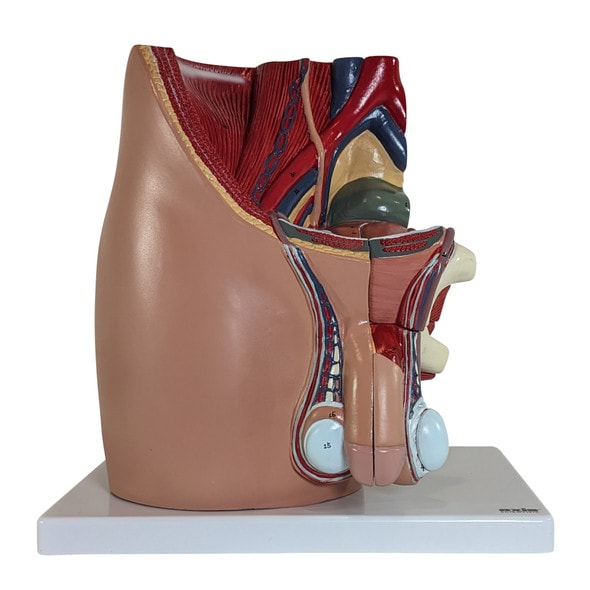 Axis Scientific 4-Part Male Pelvis Axis Scientific 4-Part Male Pelvis