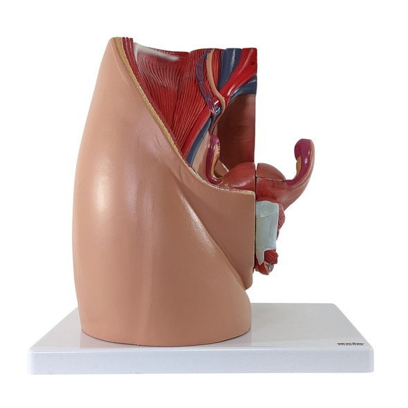 Front View of Axis Scientific 3-Part Female Pelvis Front View of Axis Scientific 3-Part Female Pelvis
