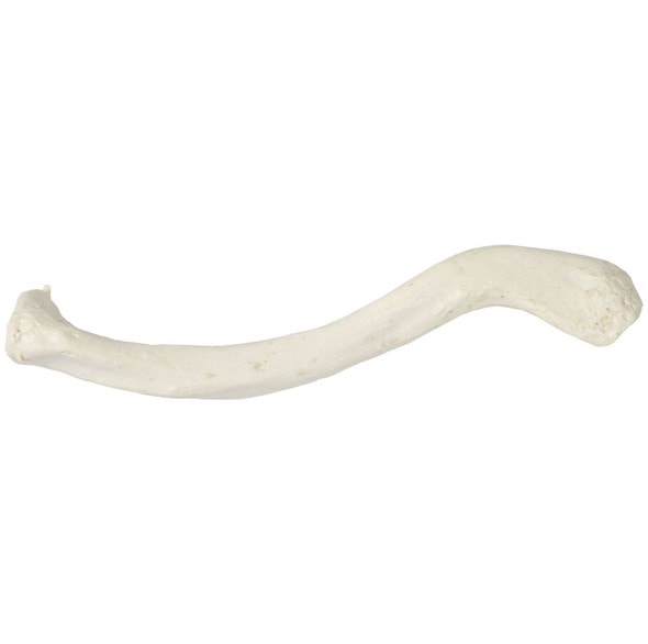 Axis Scientific Clavicle Bone Axis Scientific Clavicle Bone