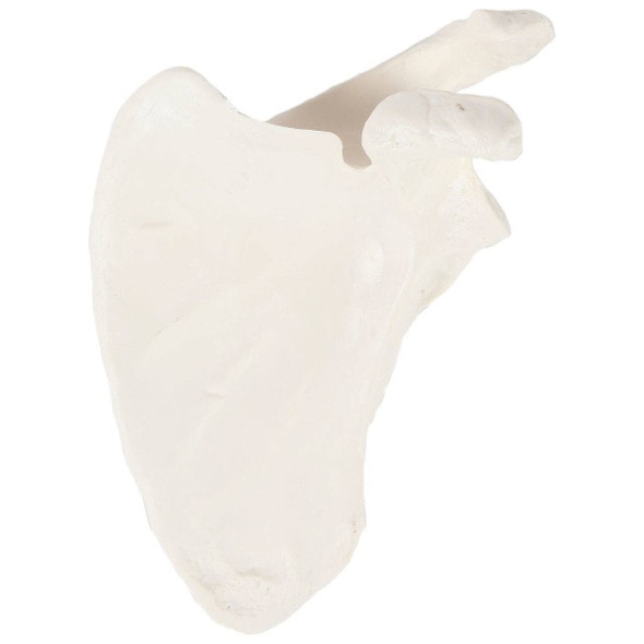 Axis Scientific Scapula Bone
