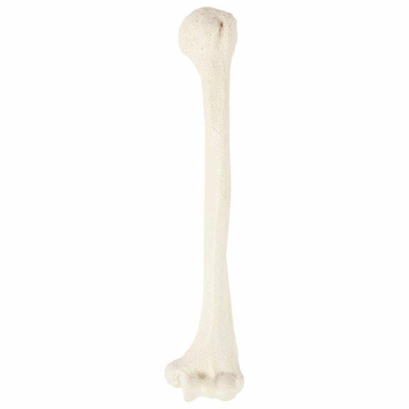 Axis Scientific Humerus Bone