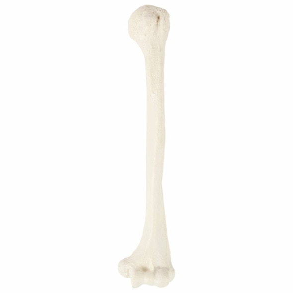 Axis Scientific Humerus Bone Axis Scientific Humerus Bone