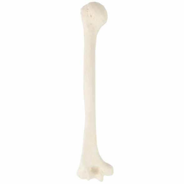 Axis Scientific Humerus Bone Axis Scientific Humerus Bone