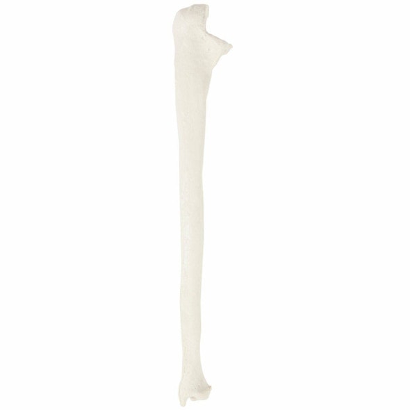 Axis Scientific Ulna Bone