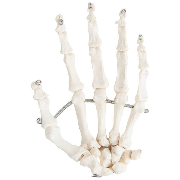 Axis Scientific Articulated Hand Skeleton Axis Scientific Articulated Hand Skeleton