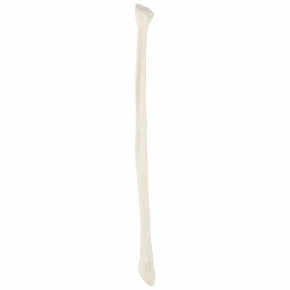 Axis Scientific Fibula Bone