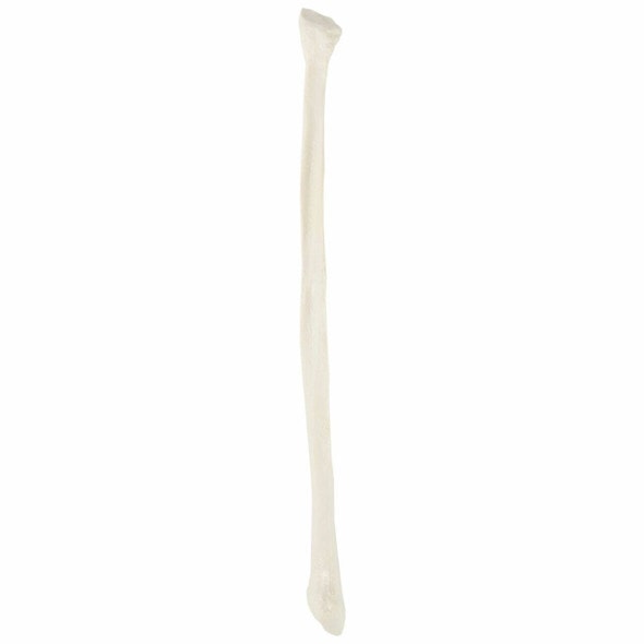 Axis Scientific Fibula Bone